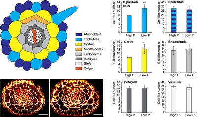 Cellular Patterning of Arabidopsis Roots Under Low Phosphate Conditions